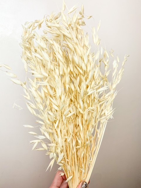Picture of Dired Oats Bleached Bundle